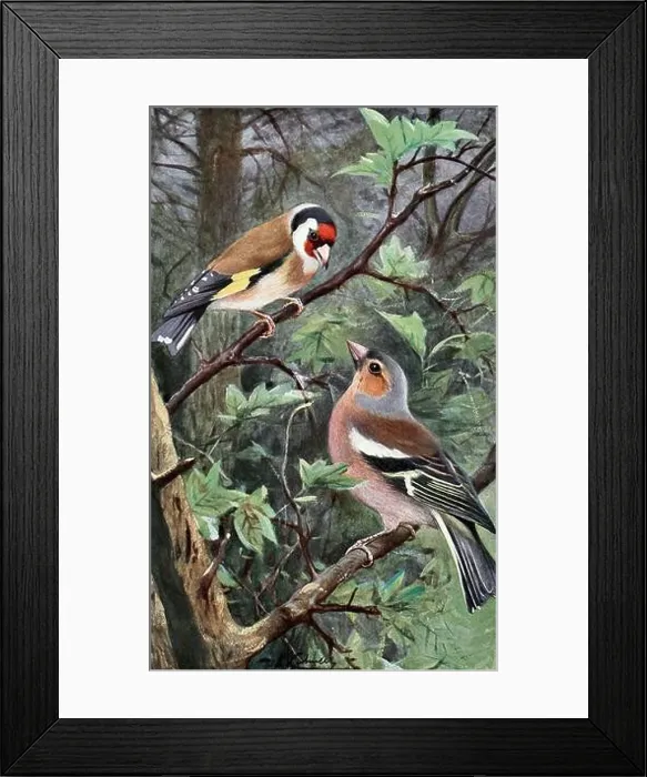 Framed Print : Kuhnert Wilhelm - Goldfinch and Chaffinch - German School - 19th Century - Kuhnert Wilhelm - Goldfinch Framed Print : Kuhnert Wilhelm - Goldfinch and Chaffinch - German School - 19th Century - Kuhnert Wilhelm - Goldfinch