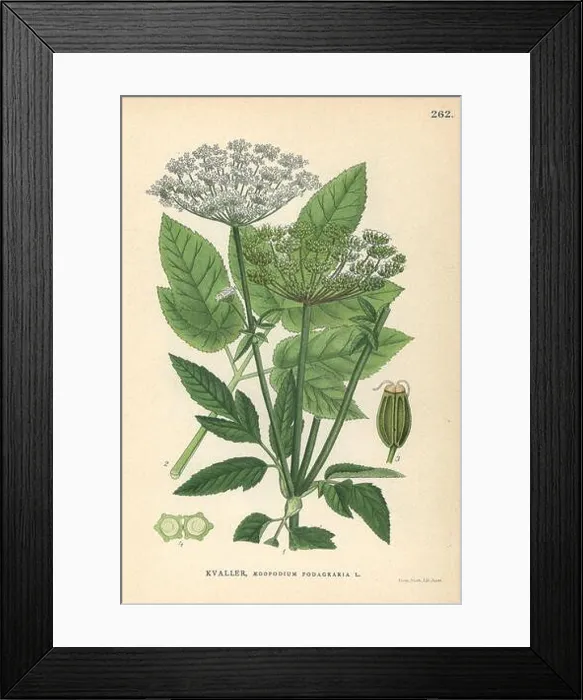 Framed Print : Ground elder, Herb Gerard or goutweed