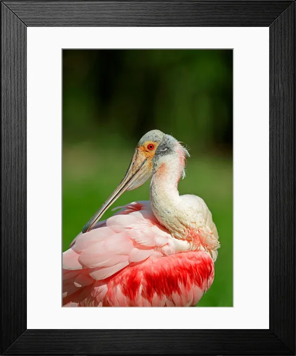 Framed Print : Roseate Spoonbill (Ajaia ajaja, Platalea ajaja), preening, Florida, United States Framed Print : Roseate Spoonbill (Ajaia ajaja, Platalea ajaja), preening, Florida, United States
