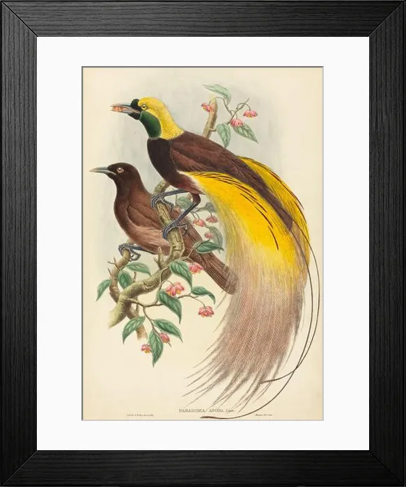 Framed Print : John Gould and W Hart, Bird of Paradise (Paradisea apoda) Framed Print : John Gould and W Hart, Bird of Paradise (Paradisea apoda)