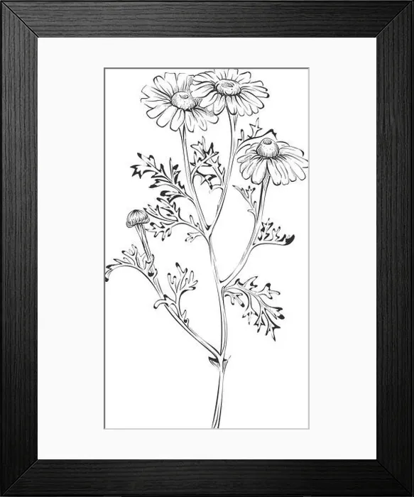 Framed Print : Flower illustration in retro hand drawn style. Chamomile botanical sketch Framed Print : Flower illustration in retro hand drawn style. Chamomile botanical sketch