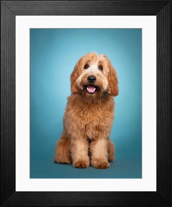 Framed Print : Adorable smiling junior red / apricot Cobberdog / Labradoodle Framed Print : Adorable smiling junior red / apricot Cobberdog / Labradoodle