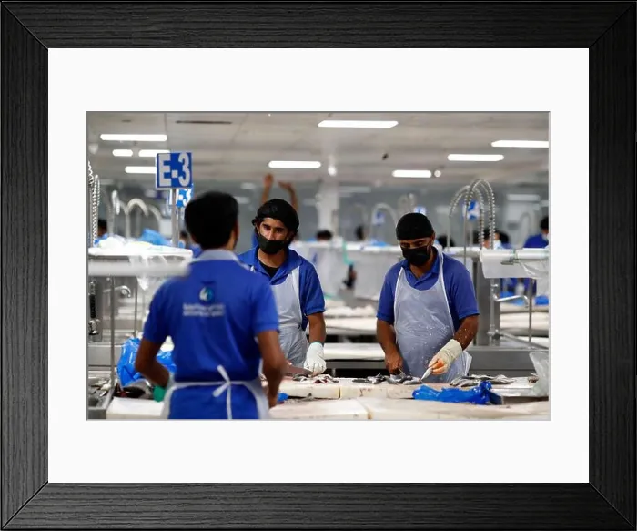 Framed Print : Dubai Fish market. Workers cleaning fish. United Arab Emirates Framed Print : Dubai Fish market. Workers cleaning fish. United Arab Emirates