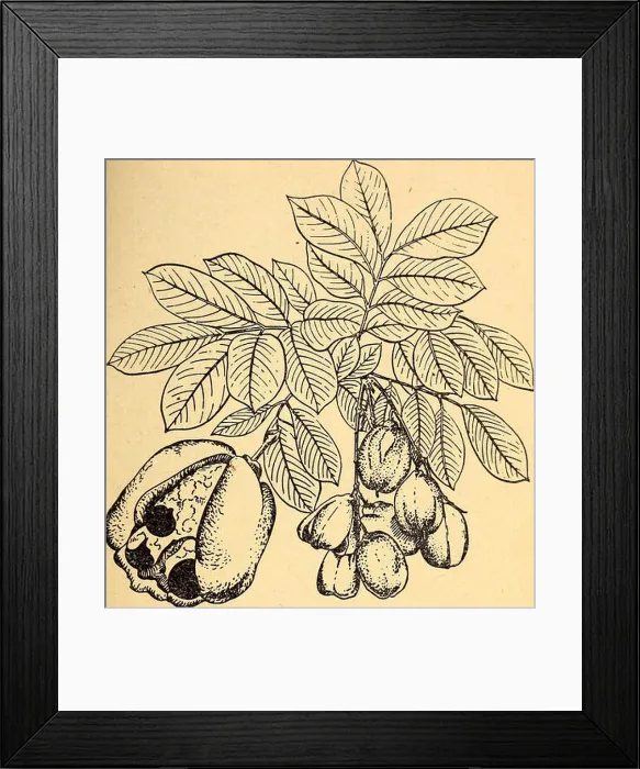Framed Print : Edible and poisonous plants of the Caribbean region Framed Print : Edible and poisonous plants of the Caribbean region