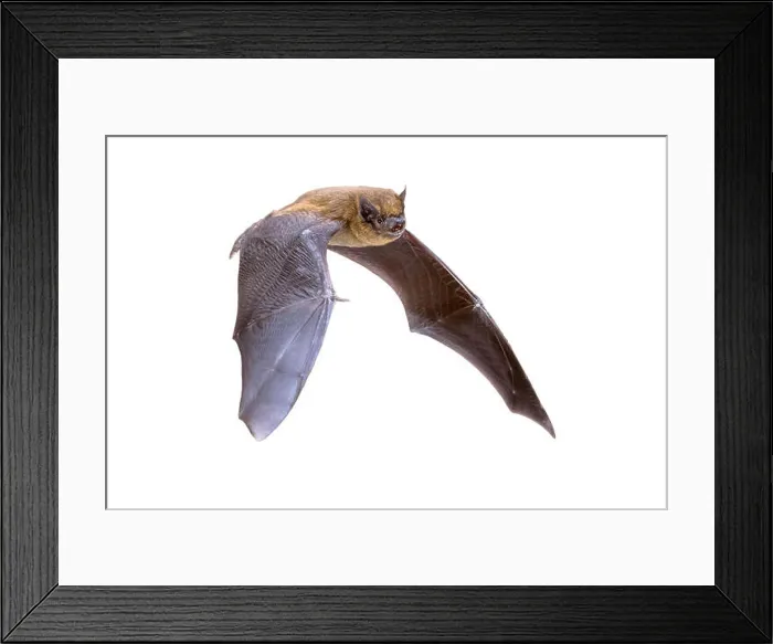 Framed Print : Flying Pipistrelle bat (Pipistrellus pipistrellus) action shot of hunting animal isolated on white background Framed Print : Flying Pipistrelle bat (Pipistrellus pipistrellus) action shot of hunting animal isolated on white background