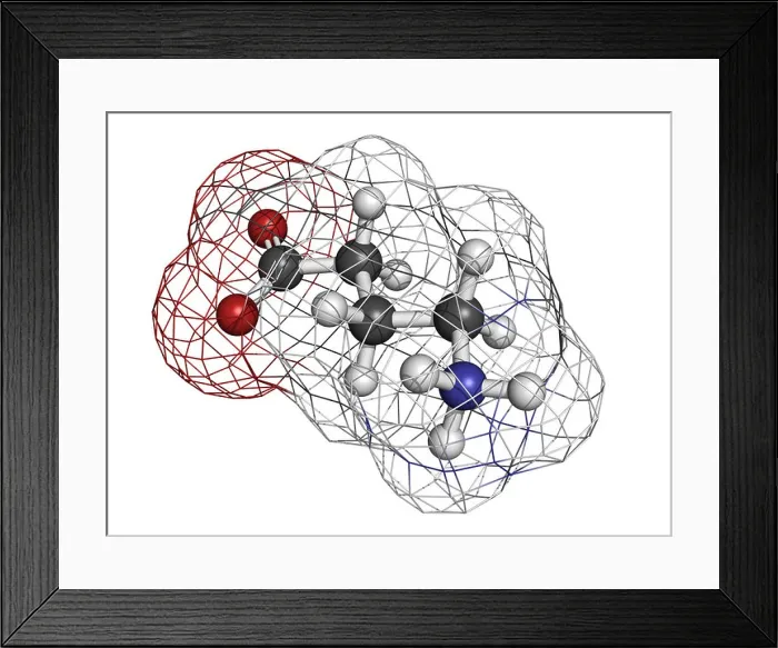 Framed Print : gamma-aminobutyric (GABA) neurotransmitter Framed Print : gamma-aminobutyric (GABA) neurotransmitter