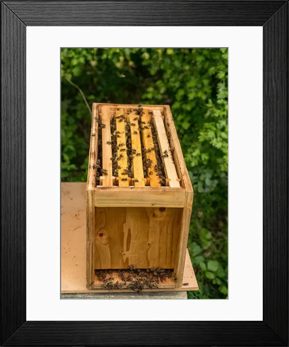 Framed Print : Bees on frames in a bee nuc Framed Print : Bees on frames in a bee nuc
