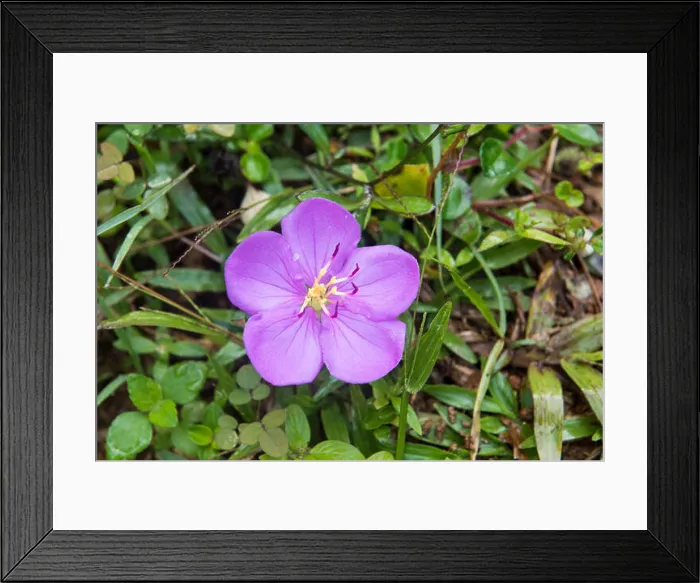Framed Print : Bovitiya flower, Sinharaja Forest Reserve, Sri Lanka Framed Print : Bovitiya flower, Sinharaja Forest Reserve, Sri Lanka