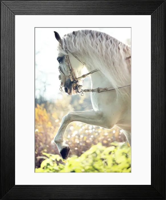 Framed Print : Majestic royal white horse in move Framed Print : Majestic royal white horse in move