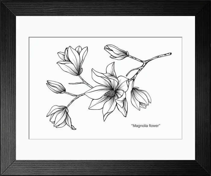 Framed Print : Magnolia flower drawing illustration. Black and white with line art on white backgrounds Framed Print : Magnolia flower drawing illustration. Black and white with line art on white backgrounds