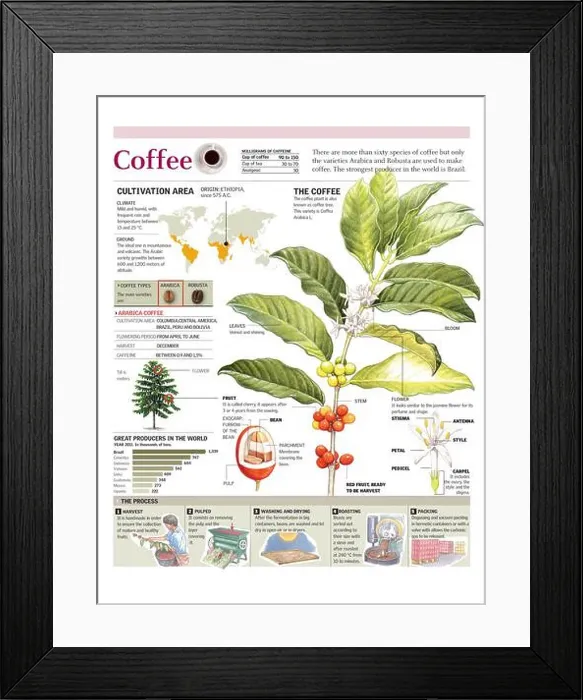 Framed Print : Infographics of the coffee plant and cultivation, and world coffee production. [Adobe Illustrator (.ai); 2480x3248]