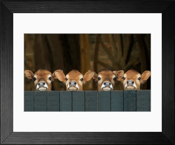 Framed Print : Domestic cattle, Jersey cattle. Four calves looking over a wooden fence Framed Print : Domestic cattle, Jersey cattle. Four calves looking over a wooden fence