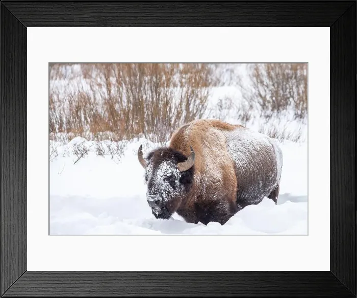 Framed Print : Snow covered bison (Bison bison) Framed Print : Snow covered bison (Bison bison)