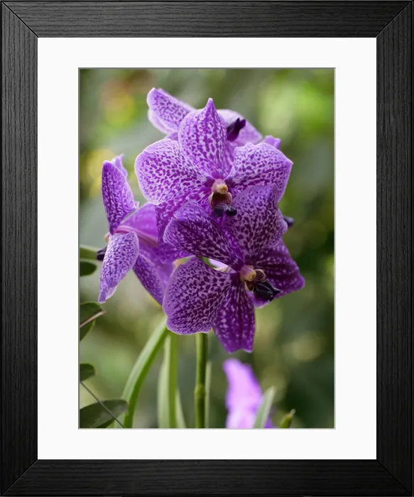 Framed Print : Blue Orchids, Vanda coerulea, Cultivar, Vandeae, Orchidaceae Framed Print : Blue Orchids, Vanda coerulea, Cultivar, Vandeae, Orchidaceae