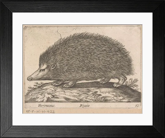 Framed Print : Egel; Herinaceus / wealth; Dien en fabelwezens; New collection of the cooks of the curious deli Framed Print : Egel; Herinaceus / wealth; Dien en fabelwezens; New collection of the cooks of the curious deli
