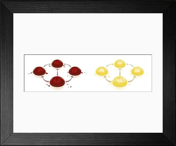 Framed Print : Blood and plasma donation compatibility Framed Print : Blood and plasma donation compatibility