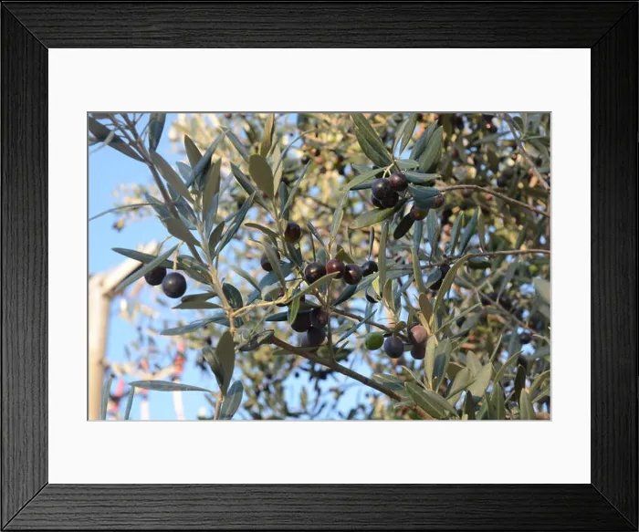 Framed Print : Olives on branch, in Campania, South Italy Framed Print : Olives on branch, in Campania, South Italy