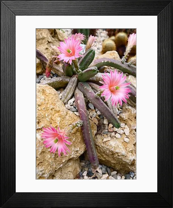Framed Print : Echinocereus scheeri subsp. gentryi, Cactaceae. Succulent plant, cactus, hanging plant, violet flowers Framed Print : Echinocereus scheeri subsp. gentryi, Cactaceae. Succulent plant, cactus, hanging plant, violet flowers