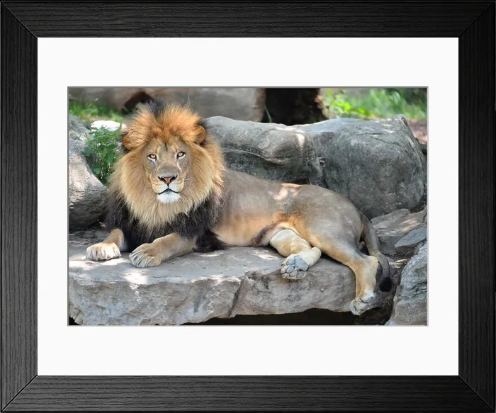 Framed Print : Adult male African lion laying on rocks Framed Print : Adult male African lion laying on rocks