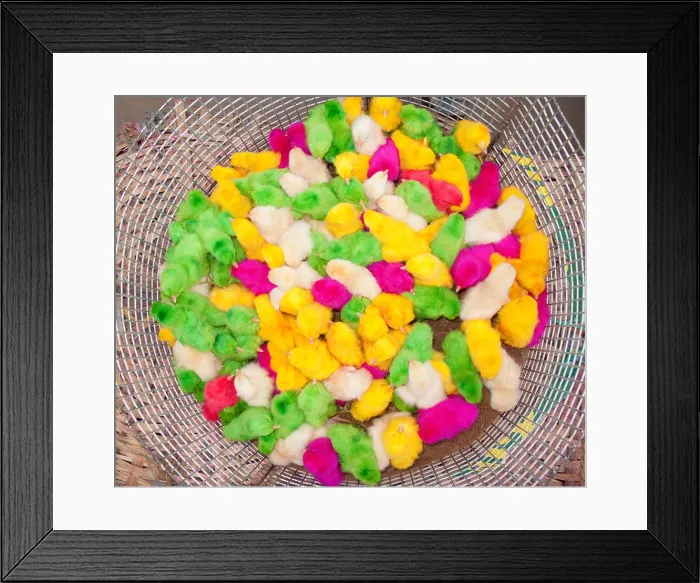 Framed Print : Baby Chicks In A Pen At A Market Colored By Dye To Attract Buyers; Sathyamangalam, Tamil Nadu, India Framed Print : Baby Chicks In A Pen At A Market Colored By Dye To Attract Buyers; Sathyamangalam, Tamil Nadu, India
