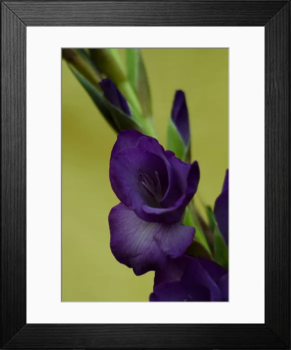 Framed Print : A stem of purple gladiola -gladiolus flowers and buds with yellow background Framed Print : A stem of purple gladiola -gladiolus flowers and buds with yellow background