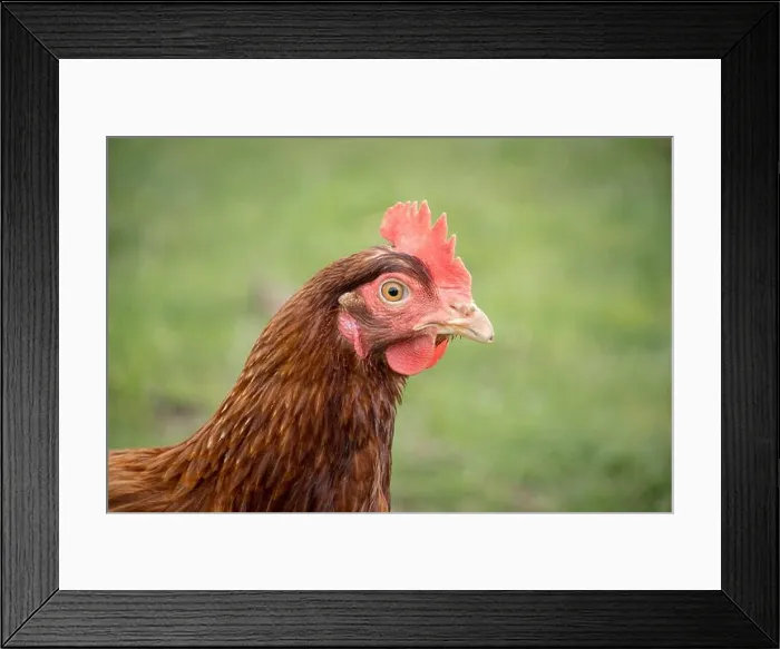 Framed Print : Head shot of a brown hen Framed Print : Head shot of a brown hen