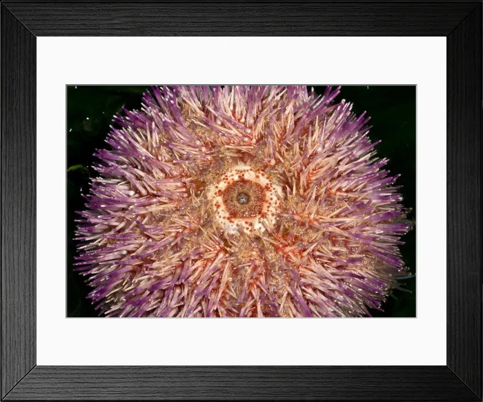 Framed Print : The mouthparts of an Edible Sea Urchin are on the underside Framed Print : The mouthparts of an Edible Sea Urchin are on the underside