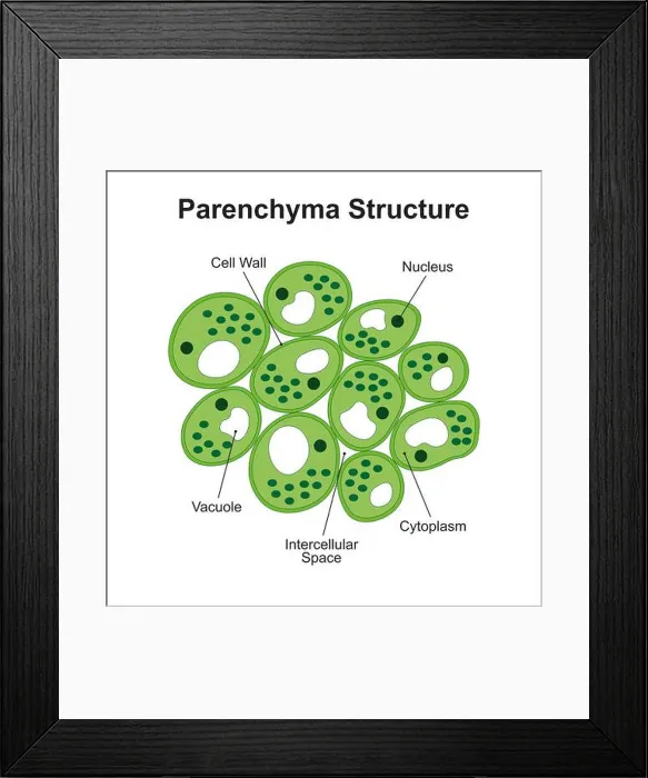 Framed Print : Plant parenchyma structure, illustration Framed Print : Plant parenchyma structure, illustration