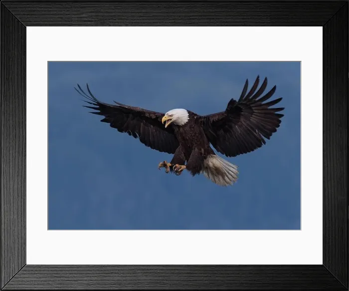 Framed Print : A Bald Eagle comes in for a landing in Haines, Alaska, showing a beautiful 7 foot wingspan and powerful legs and talons Framed Print : A Bald Eagle comes in for a landing in Haines, Alaska, showing a beautiful 7 foot wingspan and powerful legs and talons