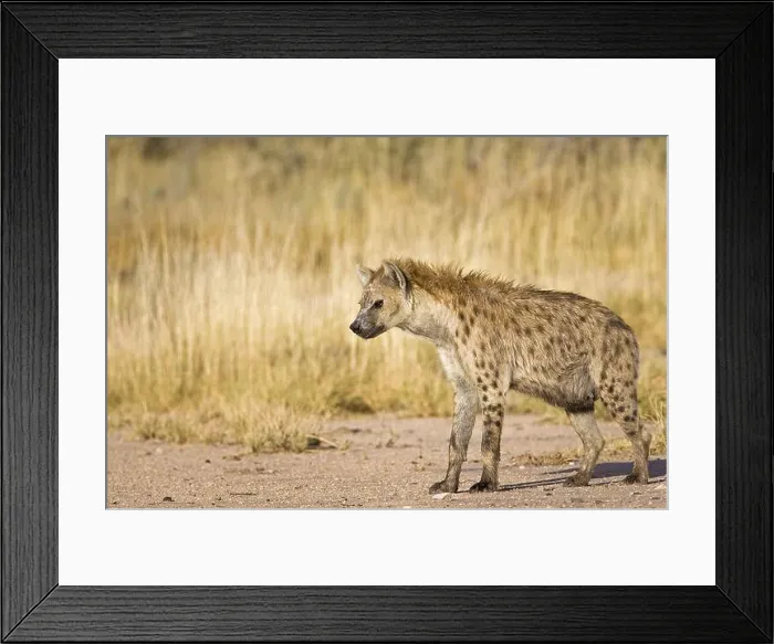 Framed Print : spotted hyena Framed Print : spotted hyena