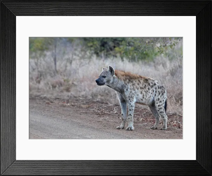Framed Print : spotted hyena (Crocuta crocuta), stands at the edge of a dirt road, South Africa, Kruger National Park Framed Print : spotted hyena (Crocuta crocuta), stands at the edge of a dirt road, South Africa, Kruger National Park