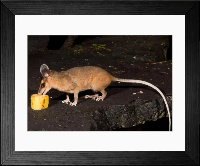 Framed Print : Brown Four-eyed Opossum, Metachirus nudicaudatus, Didelphidae Framed Print : Brown Four-eyed Opossum, Metachirus nudicaudatus, Didelphidae