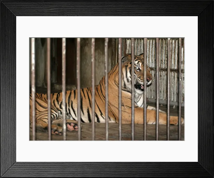 Framed Print : Tiger in prison Beijing zoo China Framed Print : Tiger in prison Beijing zoo China