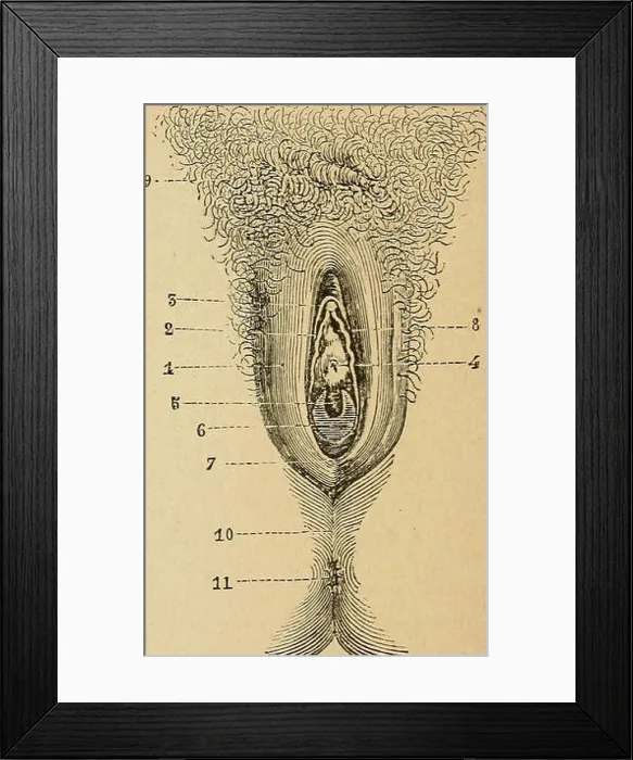 Framed Print : Eléments d'anatomie et de physiologie génitale et obstétricale; précédes de la description sommaire du corps humain a Framed Print : Eléments d'anatomie et de physiologie génitale et obstétricale; précédes de la description sommaire du corps humain a