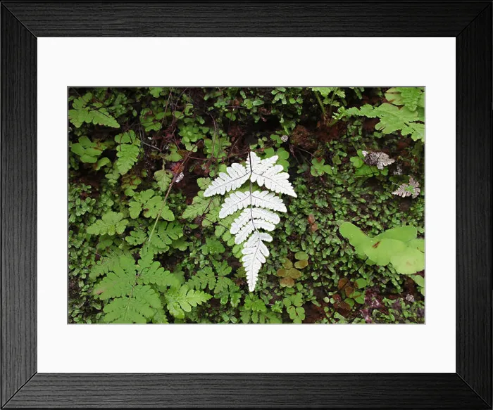 Framed Print : Backside of the Fern leaf Framed Print : Backside of the Fern leaf