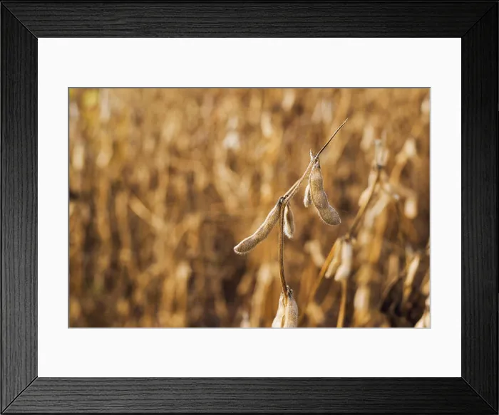 Framed Print : Harvest ready soy bean cultivated agricultural field, organic farming soya plantation Framed Print : Harvest ready soy bean cultivated agricultural field, organic farming soya plantation