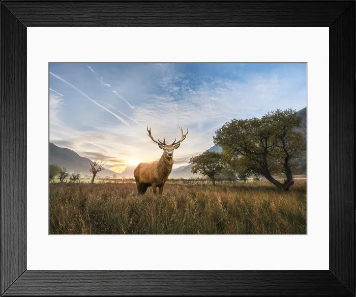 Framed Print : Beautiful red deer stag in countryside landscape scene looking out into distance concept image Framed Print : Beautiful red deer stag in countryside landscape scene looking out into distance concept image