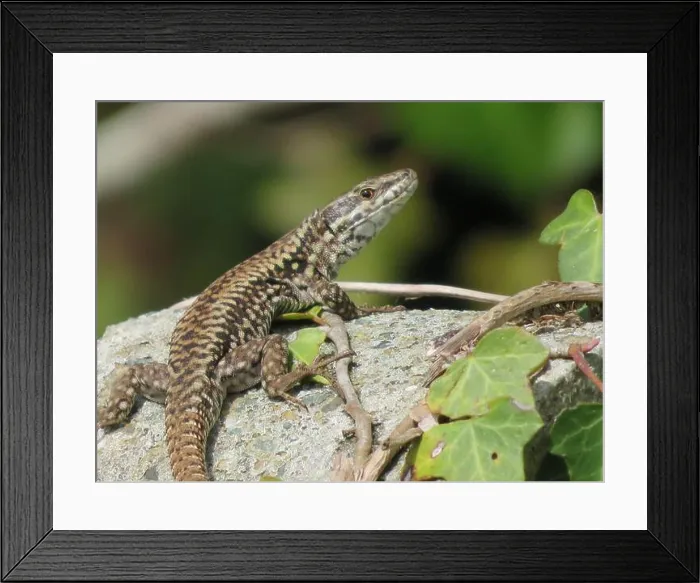 Framed Print : reptile lizard animal camouflage motionless predatory observation Framed Print : reptile lizard animal camouflage motionless predatory observation