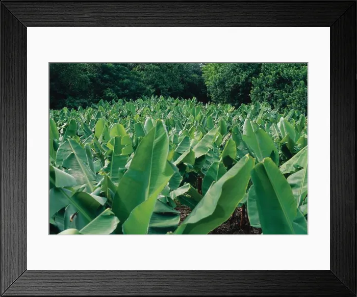 Framed Print : Banana Plantation, Bermuda Framed Print : Banana Plantation, Bermuda