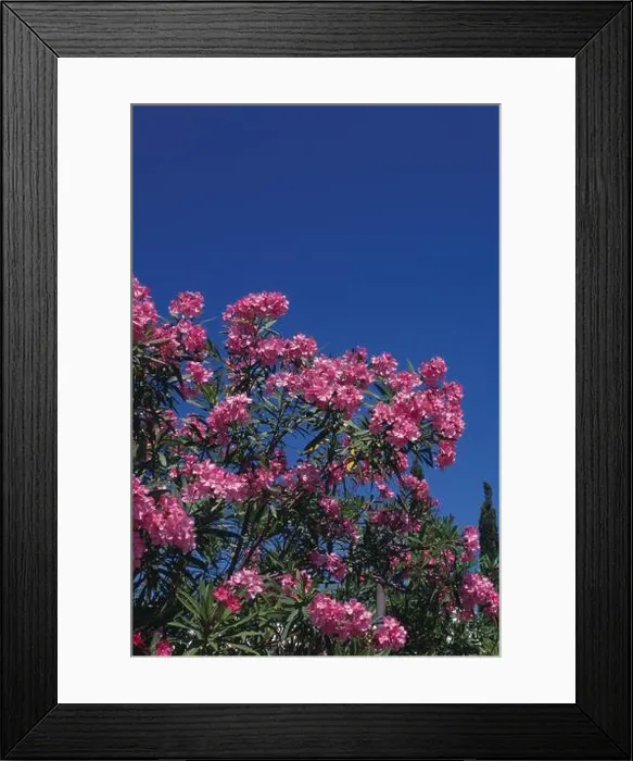 Framed Print : Pink Oleander against blue sky, Bermuda