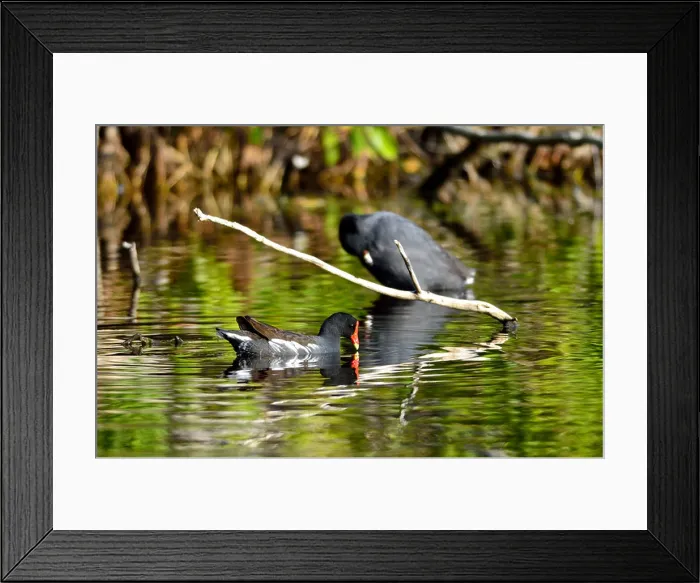 Framed Print : A Common Moorhen and other water birds. The Everglades National Park, Florida, USA