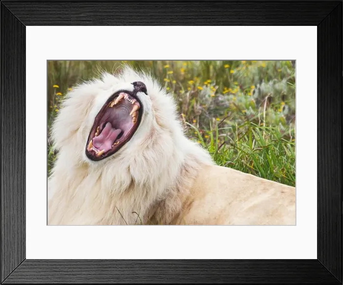 Framed Print : White lion yawning Framed Print : White lion yawning