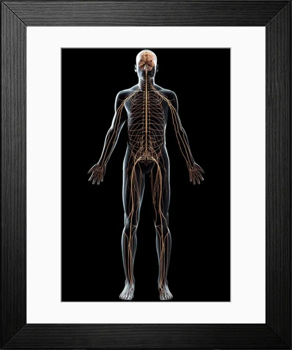 Framed Print : Full body view of the male nervous system and brain Framed Print : Full body view of the male nervous system and brain