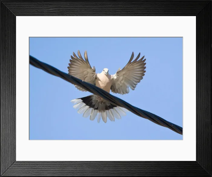 Framed Print : Landende Turkse Tortel; Eurasian Collared Dove landing on wire Framed Print : Landende Turkse Tortel; Eurasian Collared Dove landing on wire