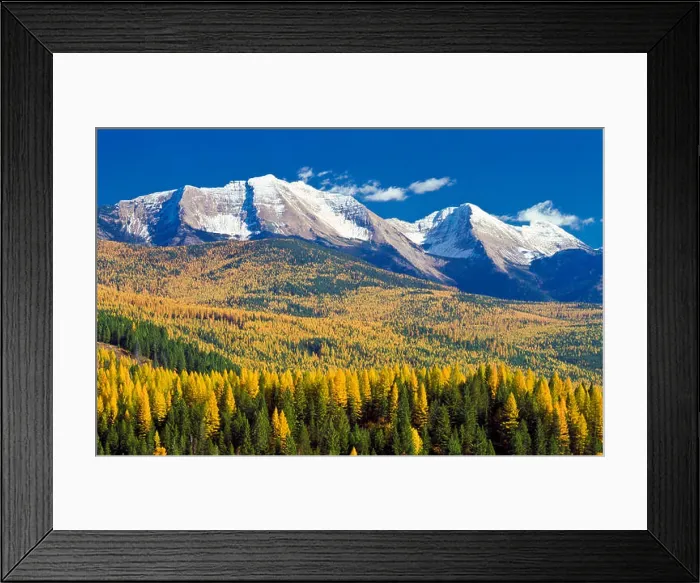 Framed Print : great northern mountain and mount grant in the flathead range above foothills of autumn larch near hungry horse, montana Framed Print : great northern mountain and mount grant in the flathead range above foothills of autumn larch near hungry horse, montana