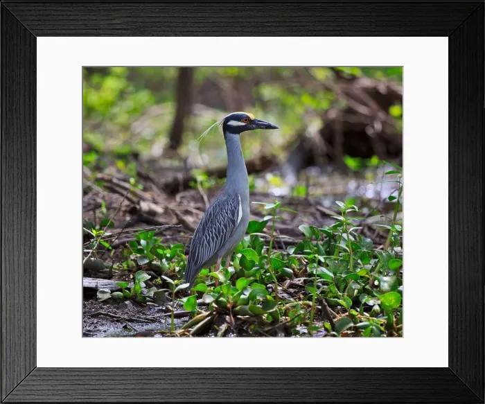 Framed Print : Yellow-crowned Night Heron, Nyctanassa violacea in breeding plumage in the Atchafalaya Swamp, Louisiana Framed Print : Yellow-crowned Night Heron, Nyctanassa violacea in breeding plumage in the Atchafalaya Swamp, Louisiana