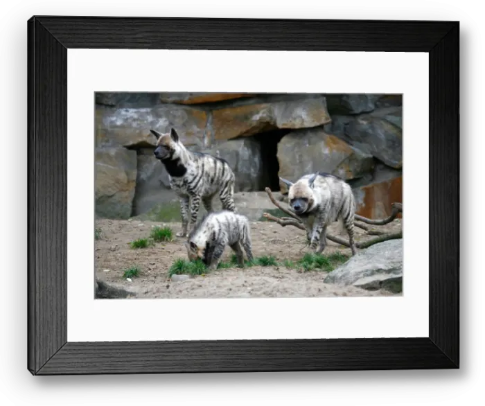 Framed Print : Striped Hyena Crocuta hyaena pair with cub in a zoo Framed Print : Striped Hyena Crocuta hyaena pair with cub in a zoo