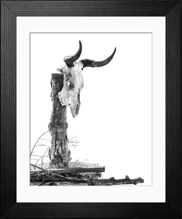 Framed Print : Black and white steer skull on wooden stake in Utah Framed Print : Black and white steer skull on wooden stake in Utah