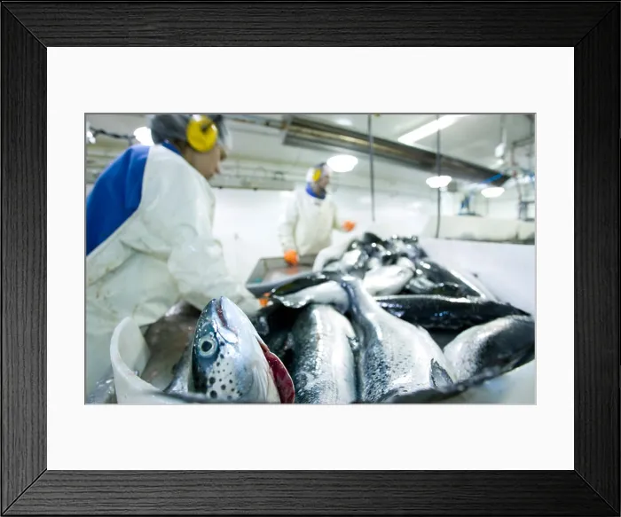 Framed Print : Fresh Atlantic Salmon are processed, heads-on, at the Walcan Seafood facility, Quadra Island, British Columbia, Canada Framed Print : Fresh Atlantic Salmon are processed, heads-on, at the Walcan Seafood facility, Quadra Island, British Columbia, Canada