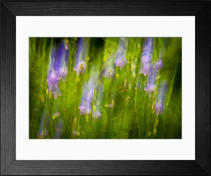 Framed Print : Bluebell abstractions, Campanula rotundifolia, at the island Dillingøy in the lake Vansjø, Østfold, Norway Framed Print : Bluebell abstractions, Campanula rotundifolia, at the island Dillingøy in the lake Vansjø, Østfold, Norway